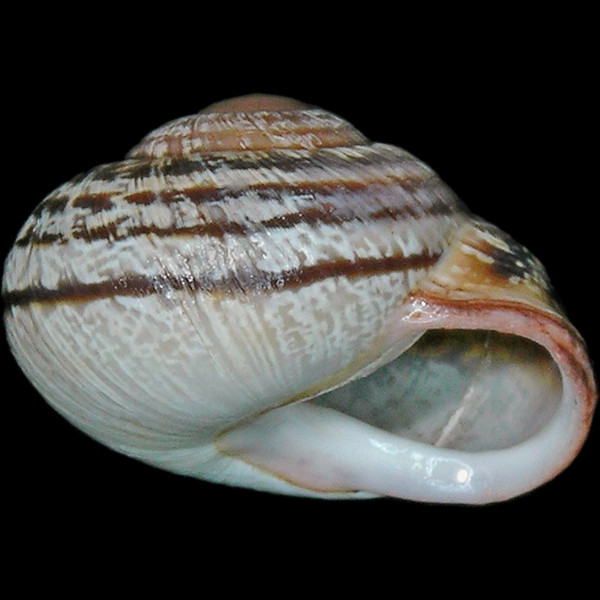 Hemicycla fritschi