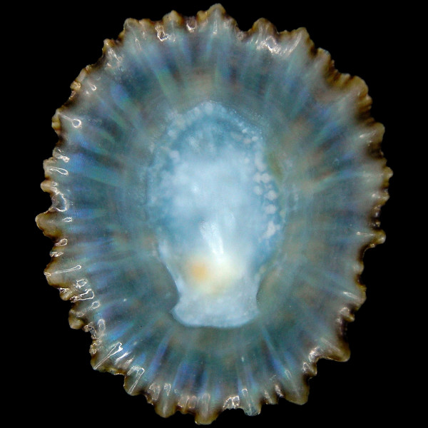 Patella candei