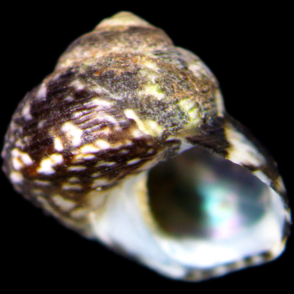Gibbula aurantia