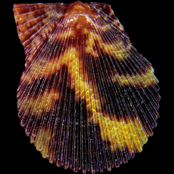 Mimachlamys varia