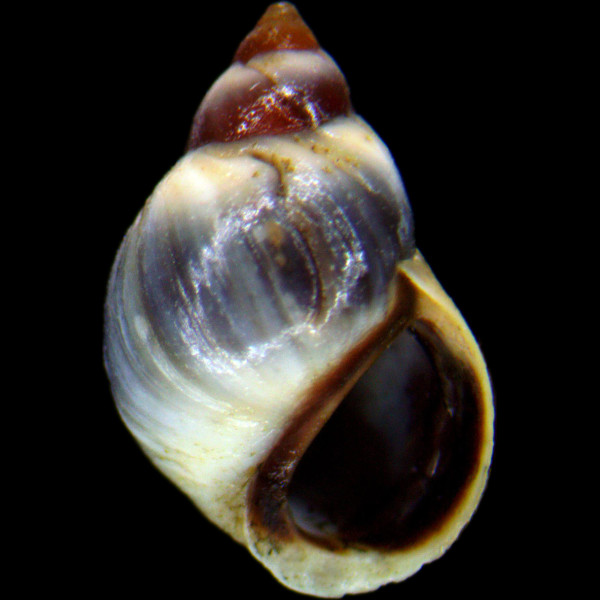 Melarhaphe neritoides
