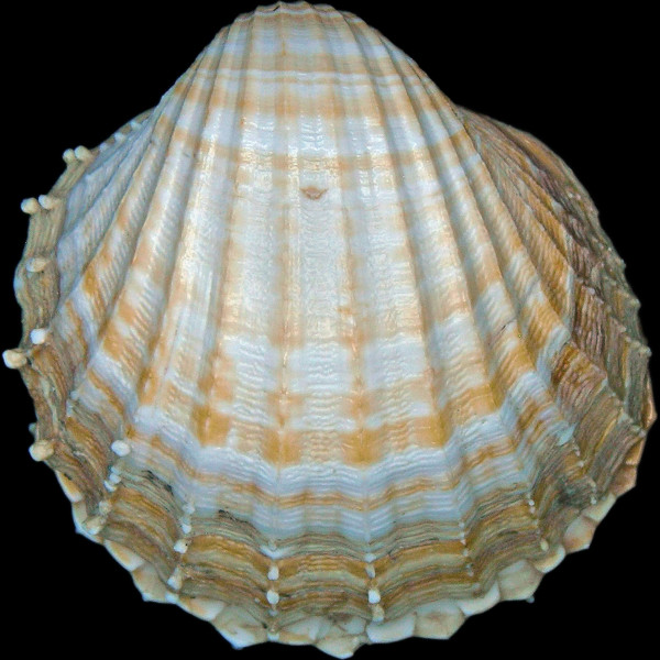 Acanthocardia paucicostata