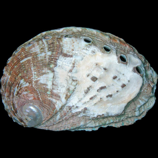 Haliotis tuberculata