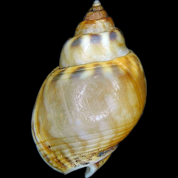 Tritia mutabilis