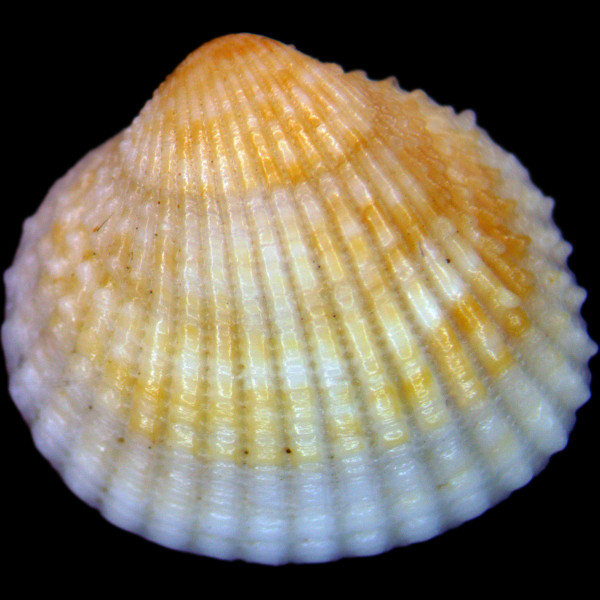 Papillicardium papillosum