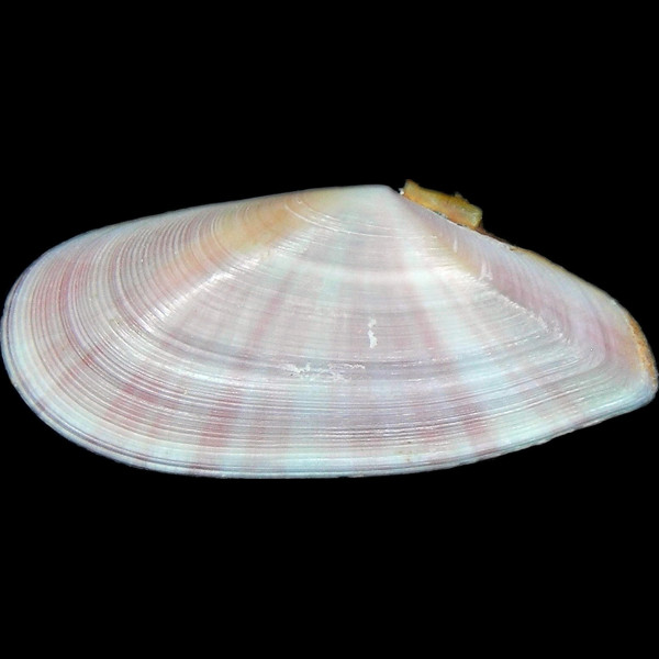 Moerella pulchella