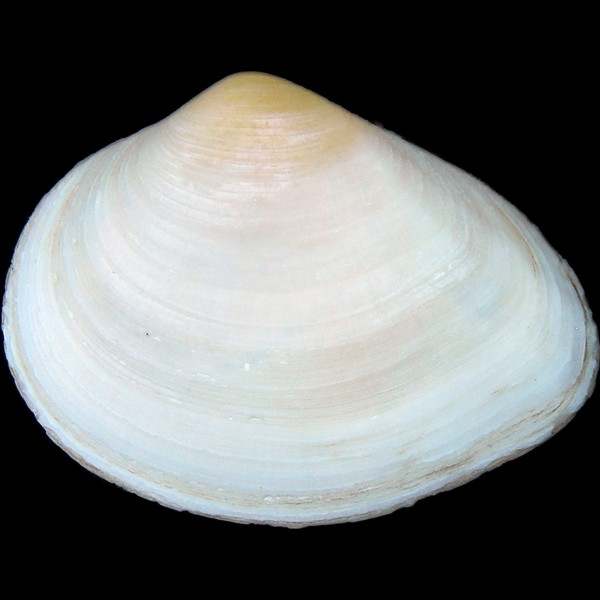 Gastrana fragilis