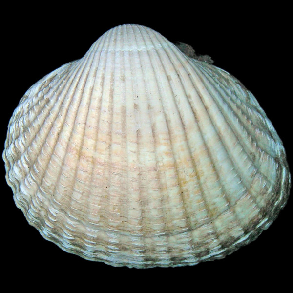 Cerastoderma edule