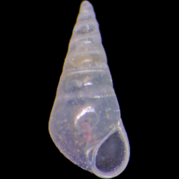 Parvioris ibizenca