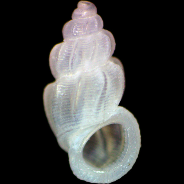 Manzonia crassa