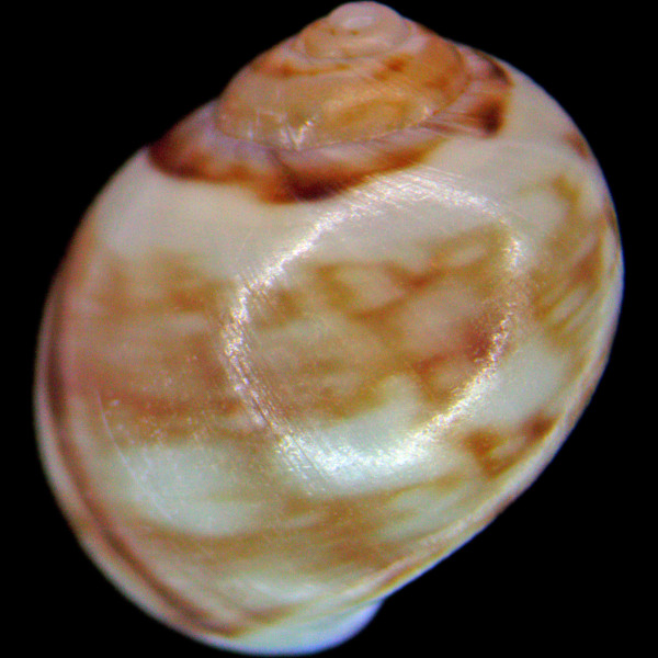 Euspira guilleminii