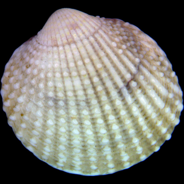 Papillicardium papillosum