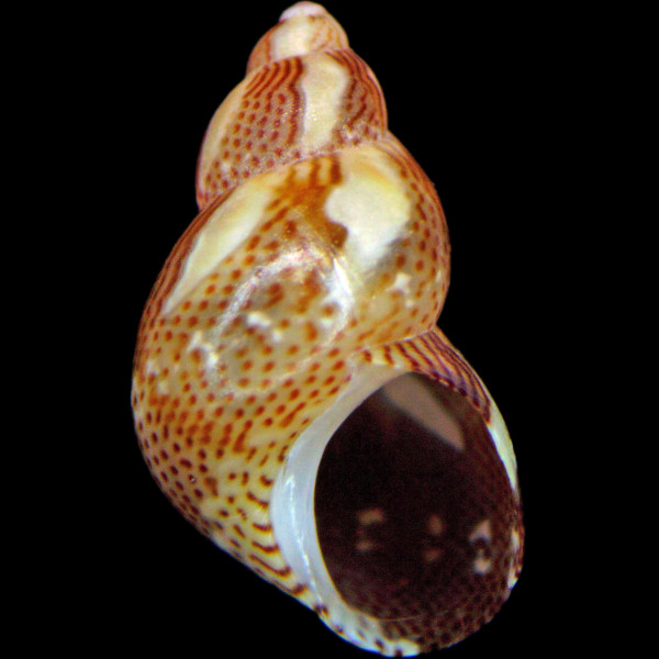 Tricolia tenuis