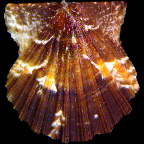 Flexopecten glaber
