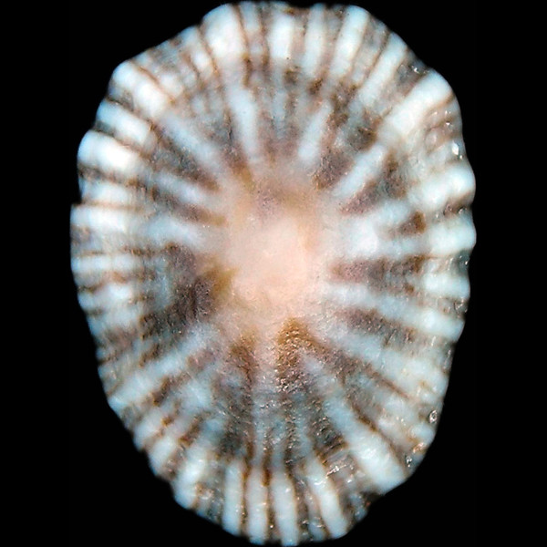 Siphonaria pectinata