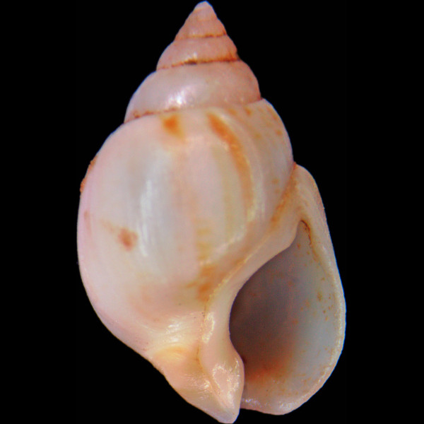 Tritia mutabilis