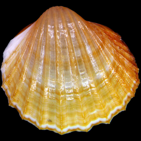 Acanthocardia paucicostata