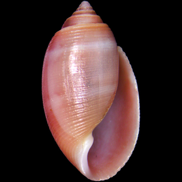 Acteon tornatilis