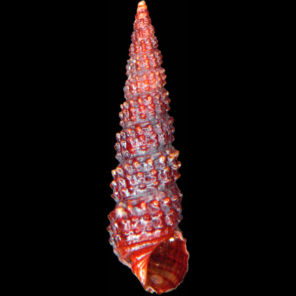 Bittium reticulatum