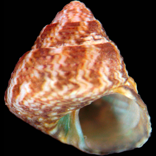 Steromphala adriatica