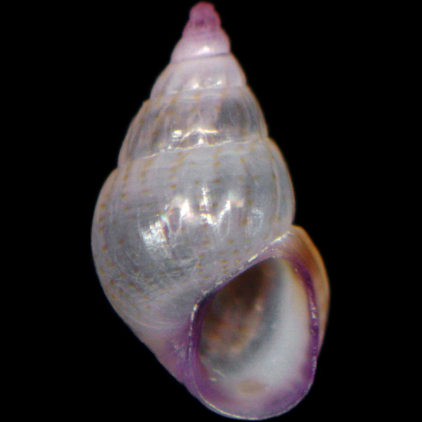 Rissoa splendida