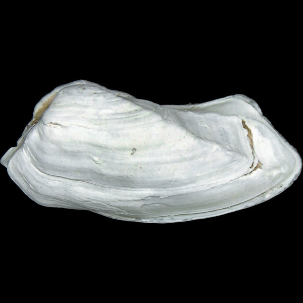 Hiatella arctica