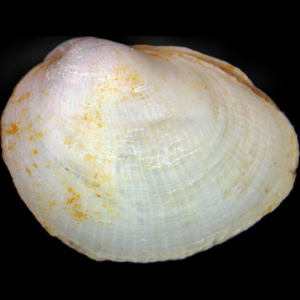 Petricola lithophaga