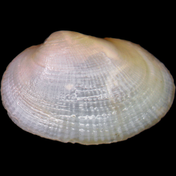 Petricola lithophaga
