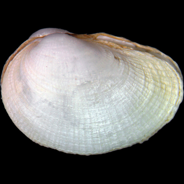 Petricola lithophaga