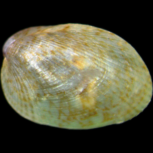 Musculus subpictus