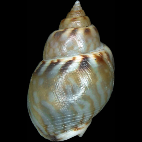 Tritia mutabilis