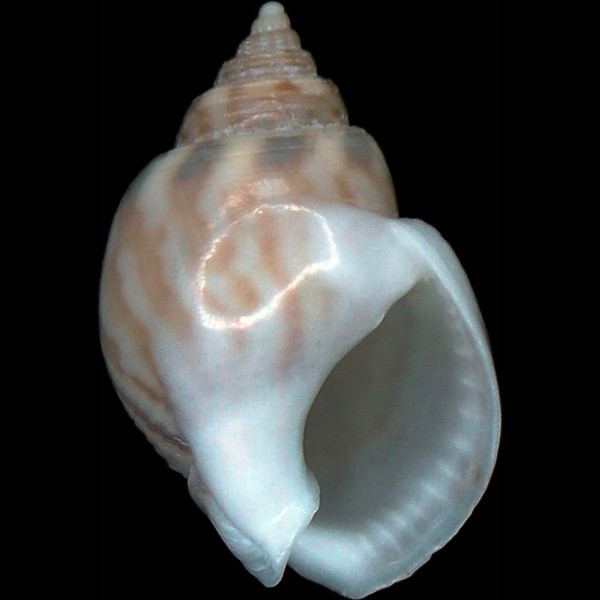 Tritia mutabilis