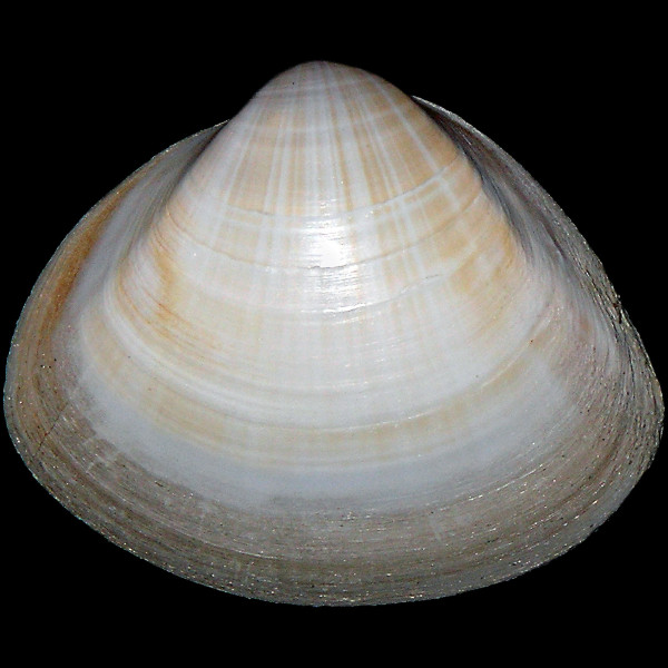 Mactra stultorum