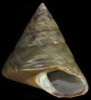 Calliostoma lividum from the Azores